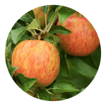 CCO-HoneyCrisp-150x150.png