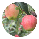 CCO-Braeburn-150x150.png